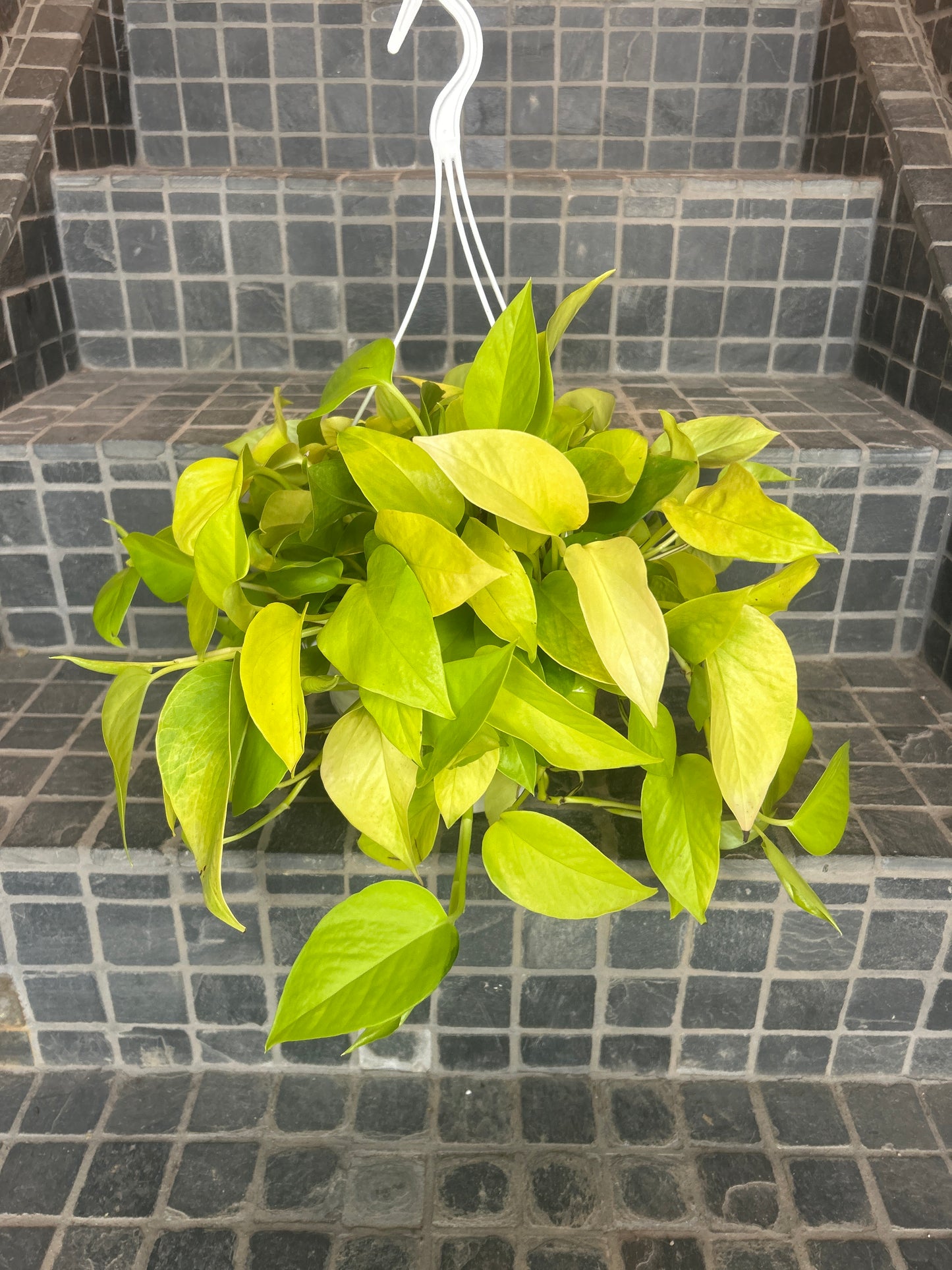 Neon Pothos 8”