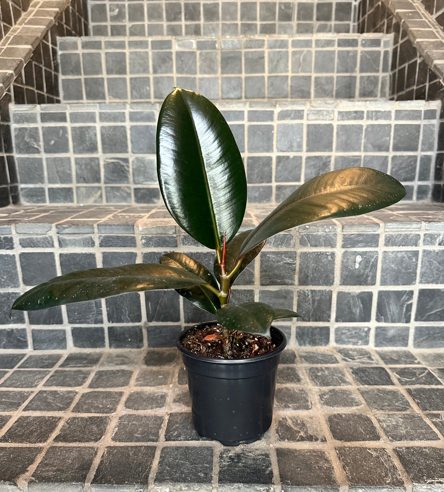 Burgundy Rubber Tree 4"