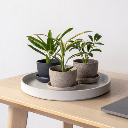 3" Mini Planter + Saucer : Rice husk
