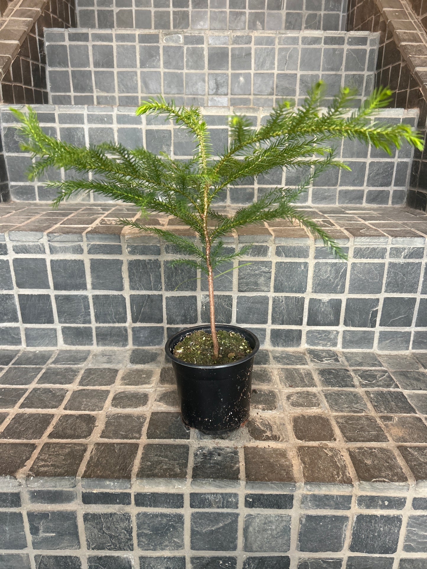 Norfolk Island Pine 4"