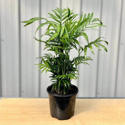 Parlour (NB) Palm 6"