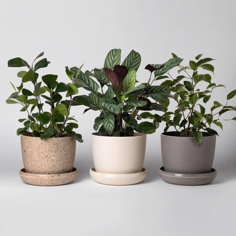 5" Planter : Coffee Bean Husk