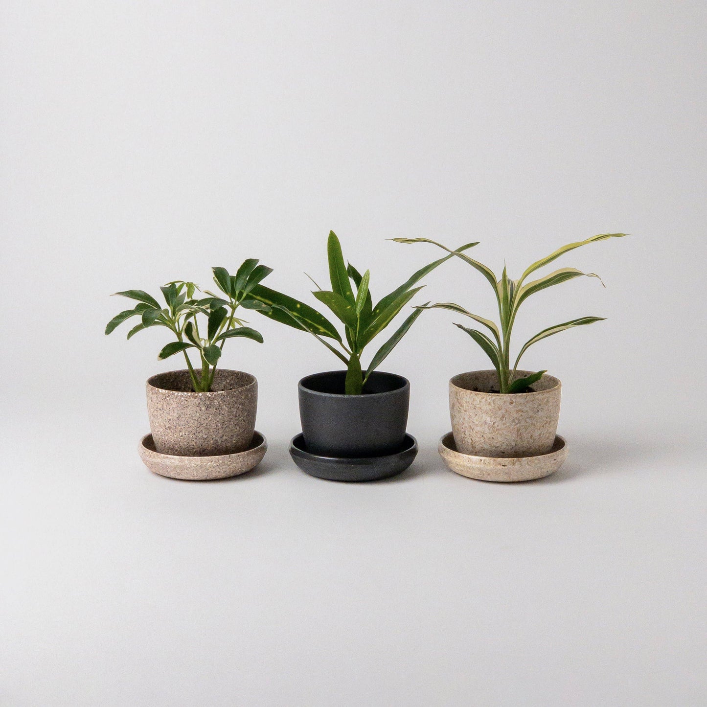 3" Mini Planters : Nut husk