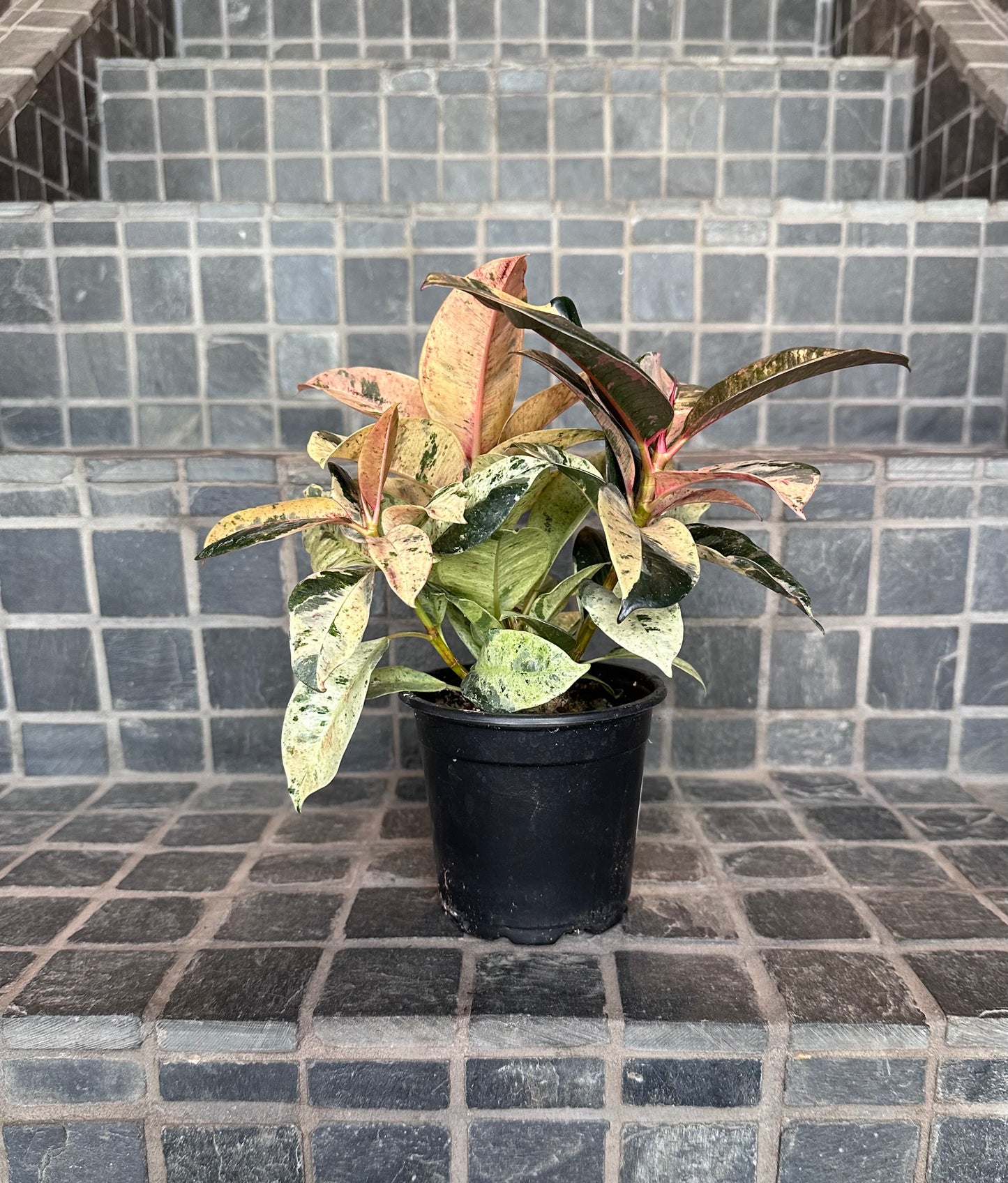 Variegated Rubber Tree 4" - Ficus Shivereana