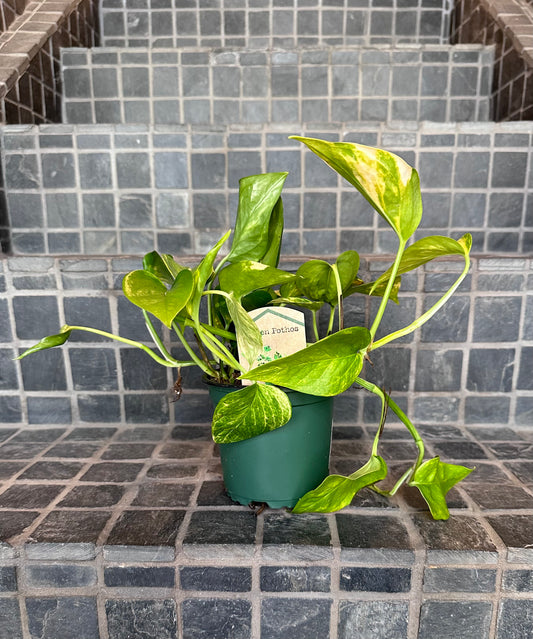 Golden Pothos 4"