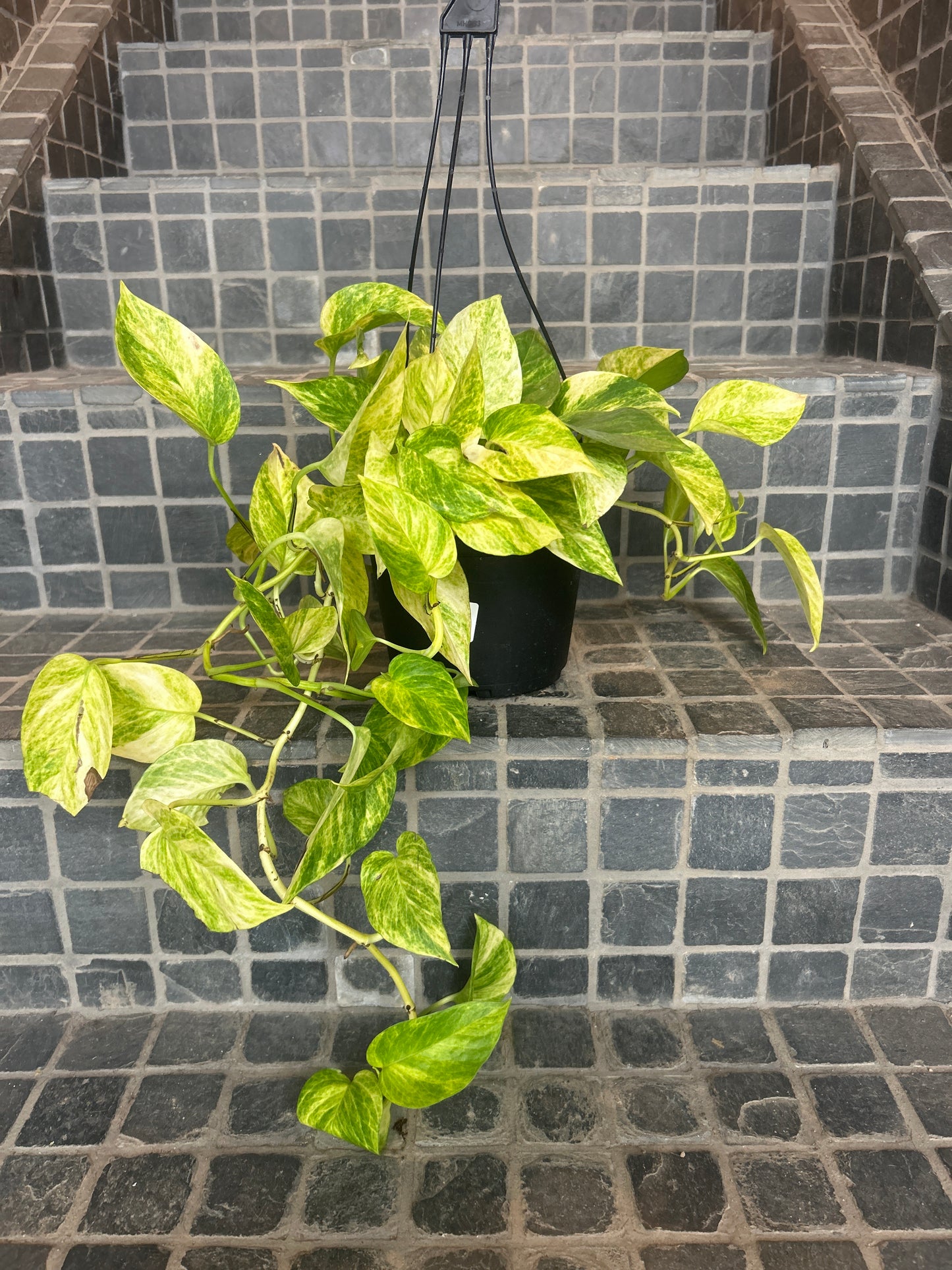 Neon Pothos 6”