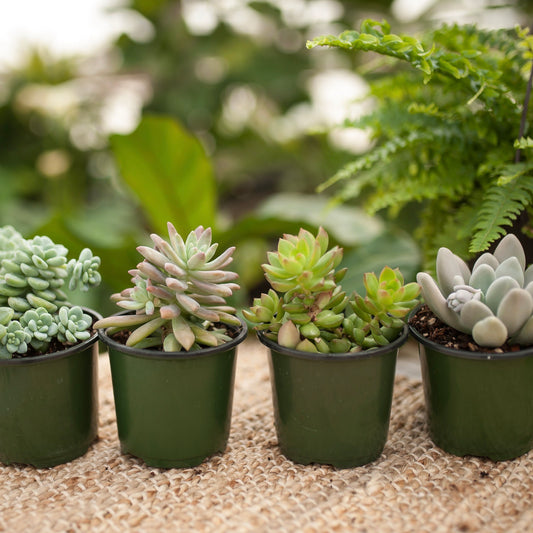Assorted Succulents 4"