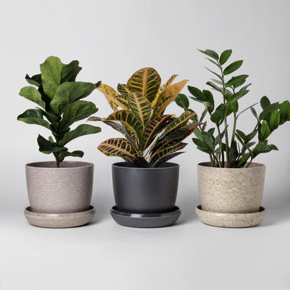 3" Mini Planters : Nut husk