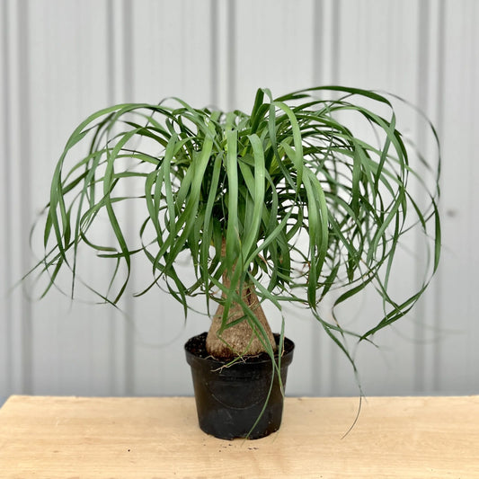 Ponytail Palm 6”