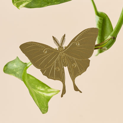 Lunar Moth - Plant Animal