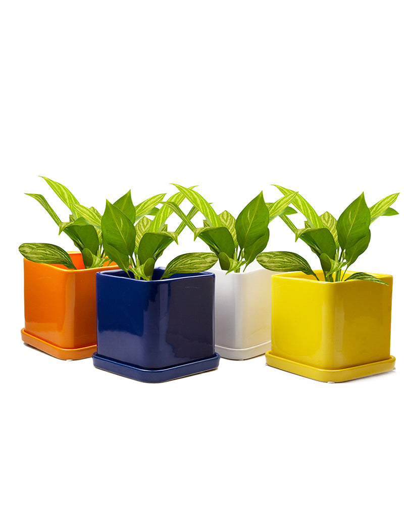 Svek Pot - Grey 5"
