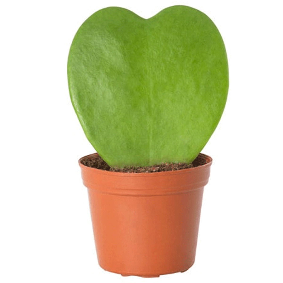 Hoya Heart 2"