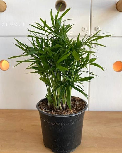 Parlour (NB) Palm 4"