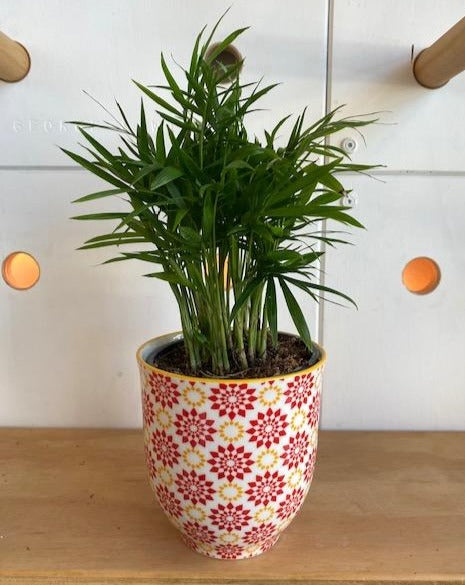 Parlour (NB) Palm 4"