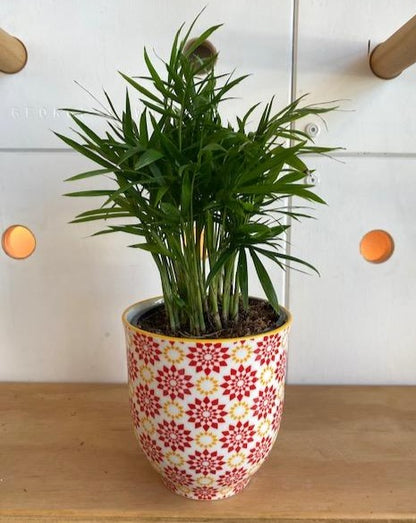 Parlour (NB) Palm 4"