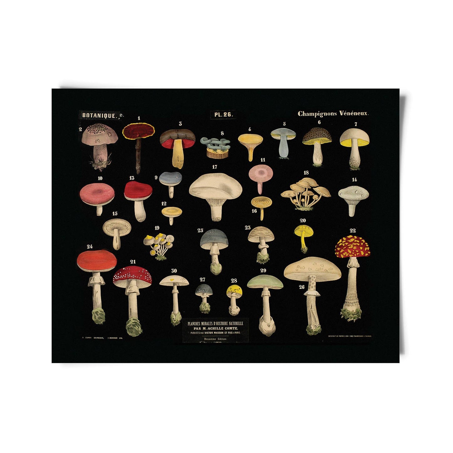 Mushroom Print - Black Scientific Chart (20" x 16")