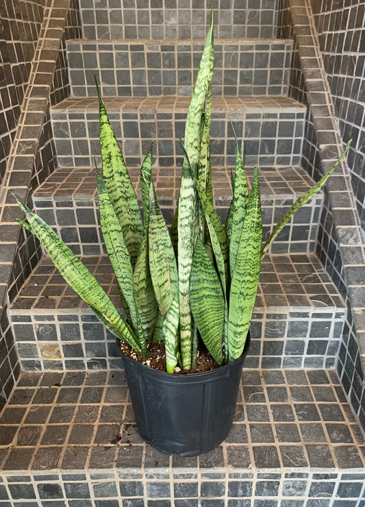 Robusta Snake 10”