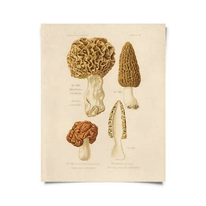 Mushroom Print - Morel (16" x 20")