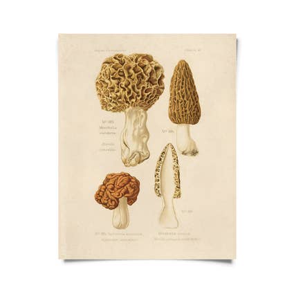 Mushroom Print - Morel (16" x 20")